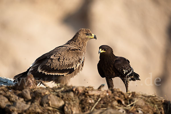 Steppenadler (Aquila nipalensis)