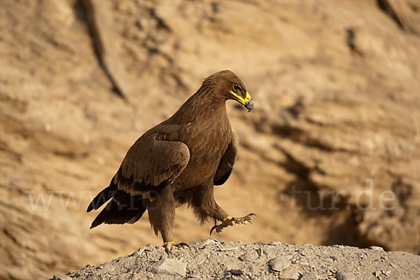 Steppenadler (Aquila nipalensis)