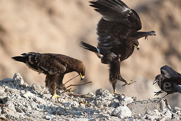 Steppenadler (Aquila nipalensis)