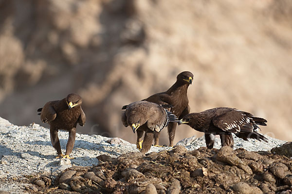 Steppenadler (Aquila nipalensis)