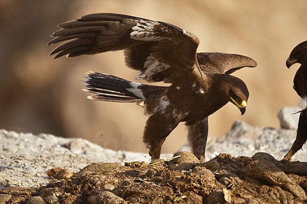 Steppenadler (Aquila nipalensis)