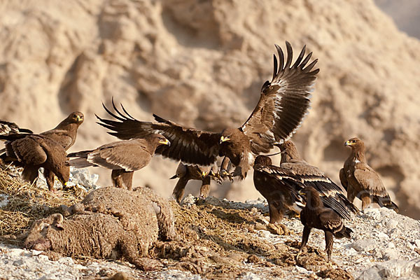 Steppenadler (Aquila nipalensis)