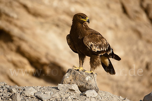 Steppenadler (Aquila nipalensis)