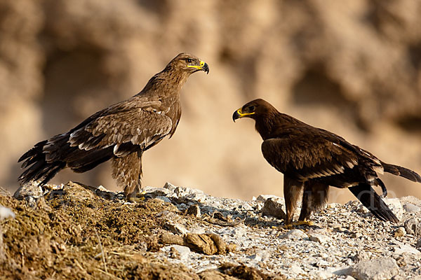 Steppenadler (Aquila nipalensis)