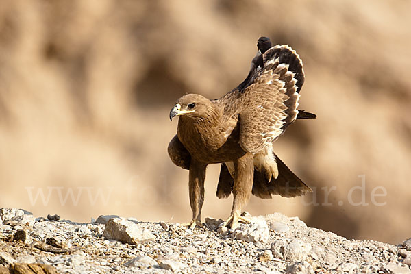 Steppenadler (Aquila nipalensis)