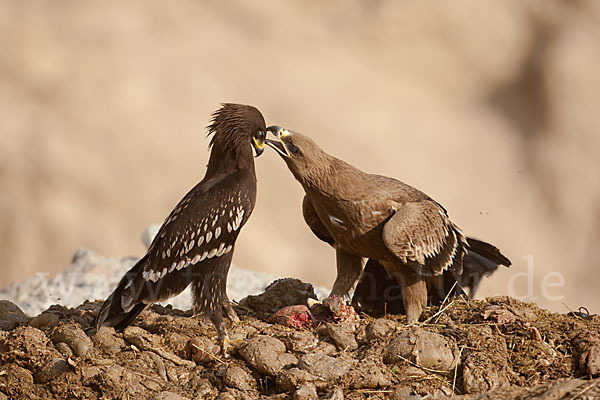 Steppenadler (Aquila nipalensis)