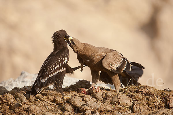 Steppenadler (Aquila nipalensis)