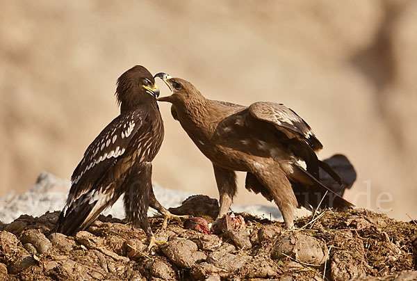 Steppenadler (Aquila nipalensis)