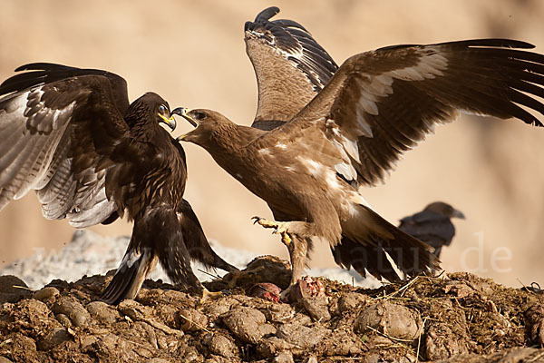 Steppenadler (Aquila nipalensis)