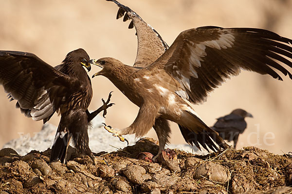 Steppenadler (Aquila nipalensis)