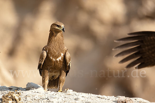 Steppenadler (Aquila nipalensis)