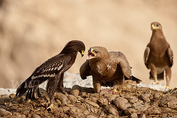 Steppenadler (Aquila nipalensis)