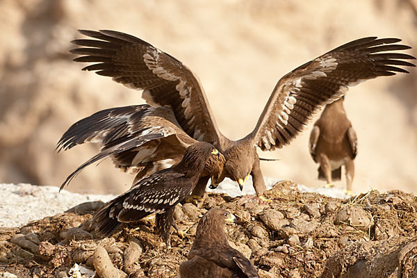 Steppenadler (Aquila nipalensis)