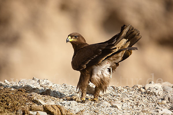 Steppenadler (Aquila nipalensis)