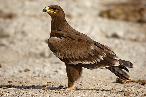 Steppenadler (Aquila nipalensis)