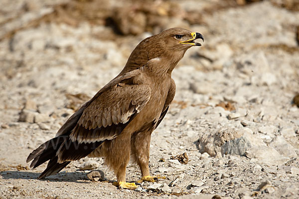 Steppenadler (Aquila nipalensis)