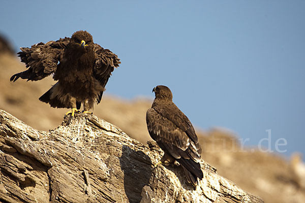 Steppenadler (Aquila nipalensis)