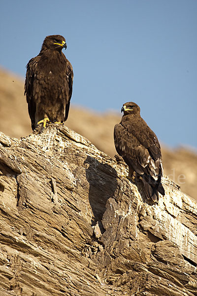 Steppenadler (Aquila nipalensis)