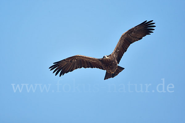 Steppenadler (Aquila nipalensis)