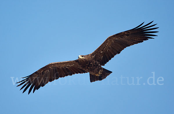 Steppenadler (Aquila nipalensis)