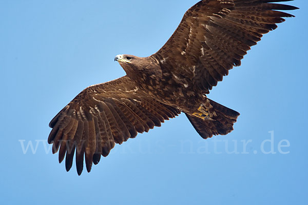 Steppenadler (Aquila nipalensis)