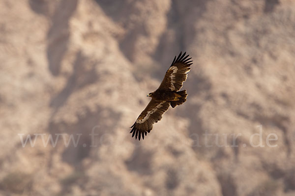 Steppenadler (Aquila nipalensis)