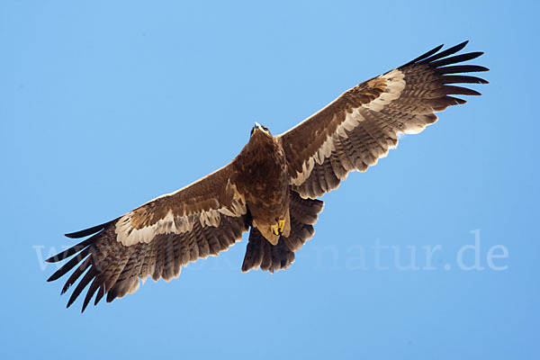 Steppenadler (Aquila nipalensis)