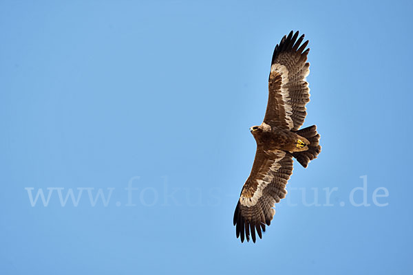 Steppenadler (Aquila nipalensis)