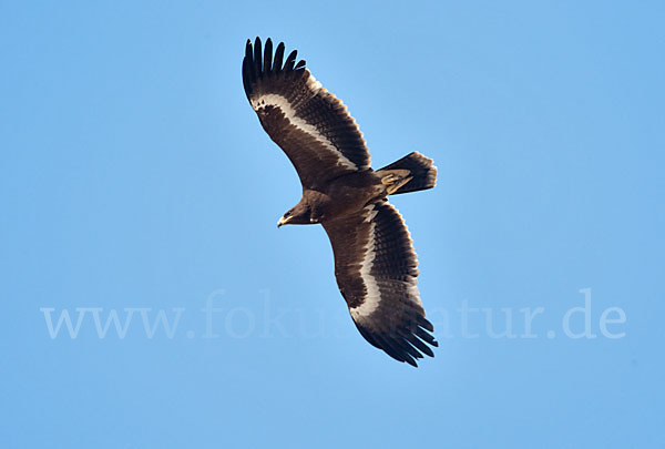 Steppenadler (Aquila nipalensis)