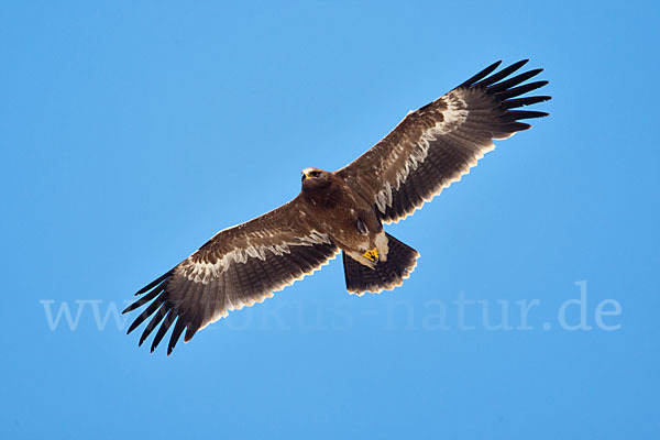 Steppenadler (Aquila nipalensis)