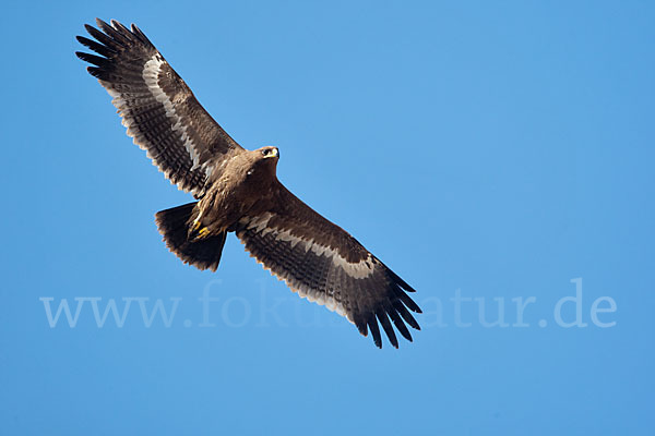 Steppenadler (Aquila nipalensis)