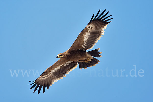 Steppenadler (Aquila nipalensis)