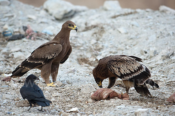 Steppenadler (Aquila nipalensis)