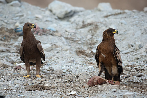 Steppenadler (Aquila nipalensis)