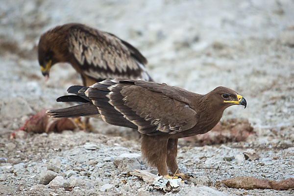 Steppenadler (Aquila nipalensis)