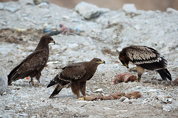 Steppenadler (Aquila nipalensis)