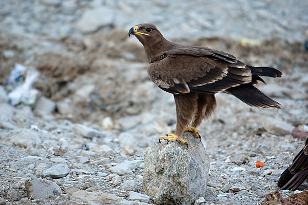 Steppenadler (Aquila nipalensis)