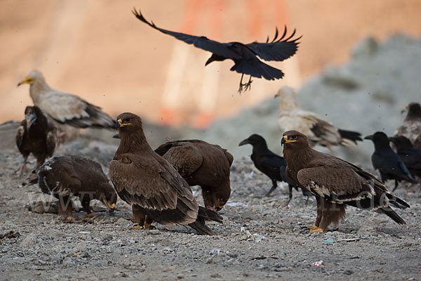 Steppenadler (Aquila nipalensis)