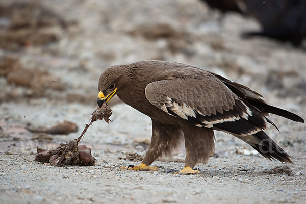 Steppenadler (Aquila nipalensis)