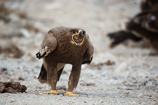 Steppenadler (Aquila nipalensis)