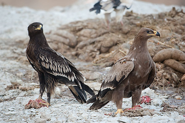 Steppenadler (Aquila nipalensis)