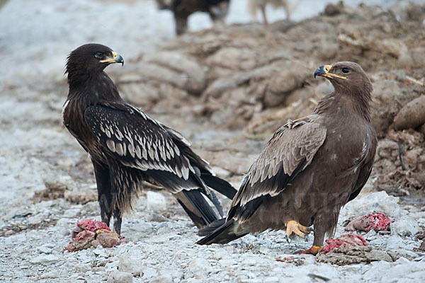 Steppenadler (Aquila nipalensis)