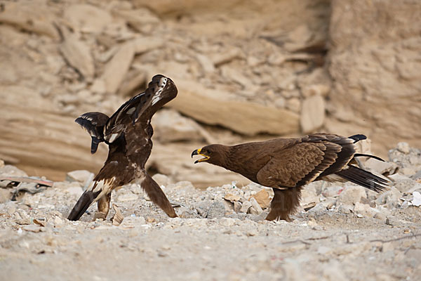 Steppenadler (Aquila nipalensis)