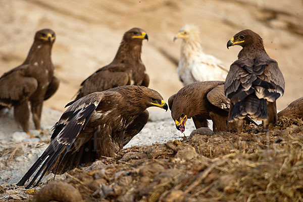 Steppenadler (Aquila nipalensis)