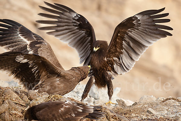 Steppenadler (Aquila nipalensis)