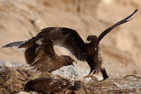 Steppenadler (Aquila nipalensis)