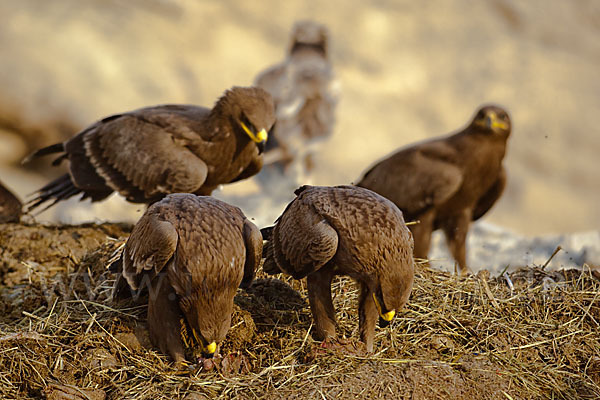 Steppenadler (Aquila nipalensis)