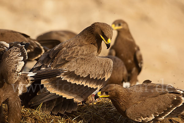 Steppenadler (Aquila nipalensis)