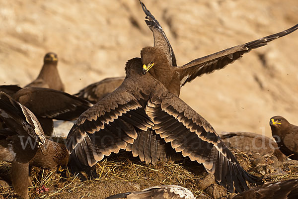 Steppenadler (Aquila nipalensis)