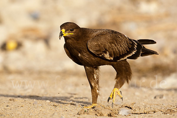 Steppenadler (Aquila nipalensis)